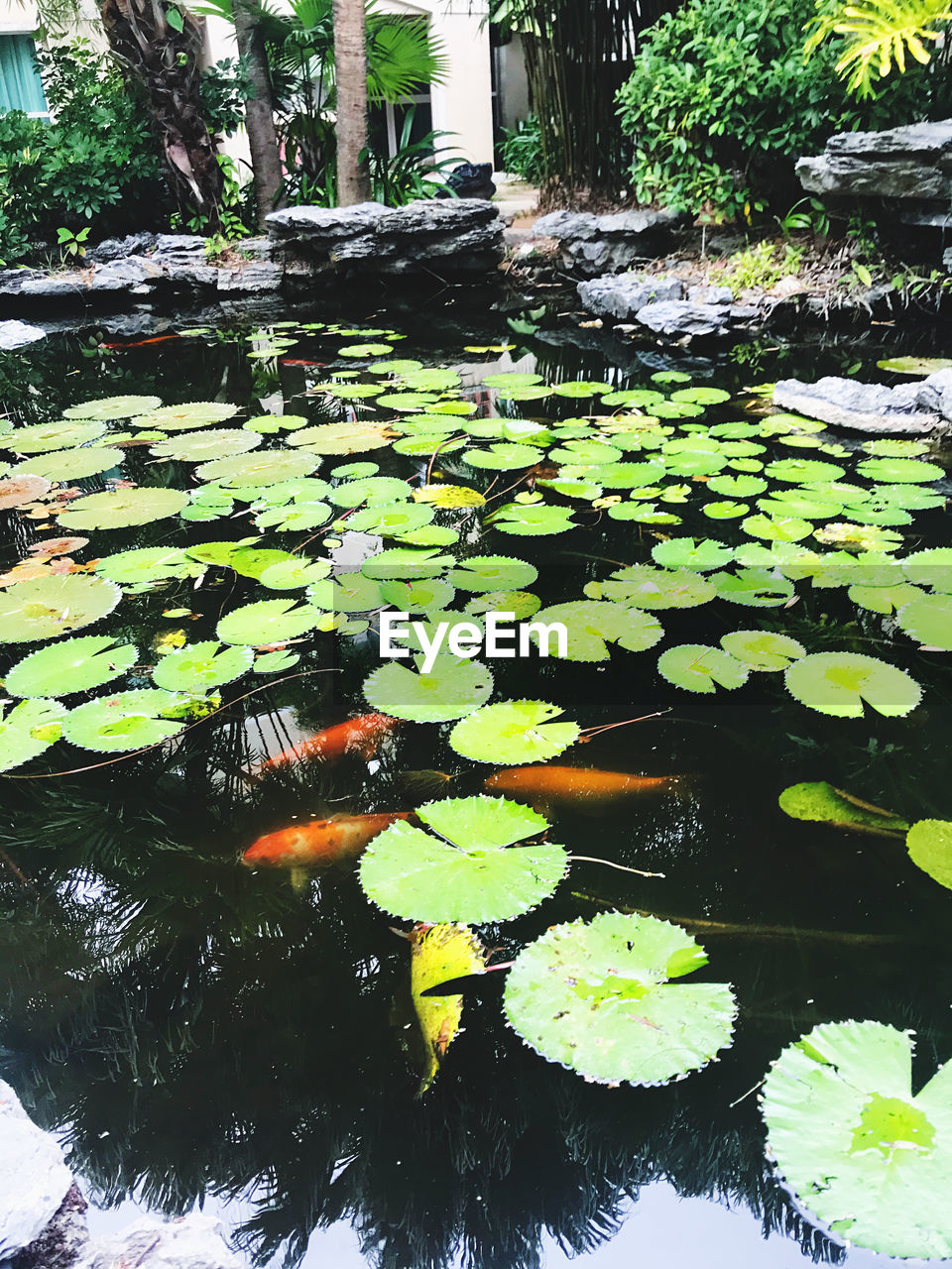 LEAVES FLOATING ON LAKE