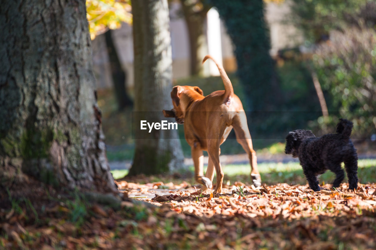 Dogs by tree trunk