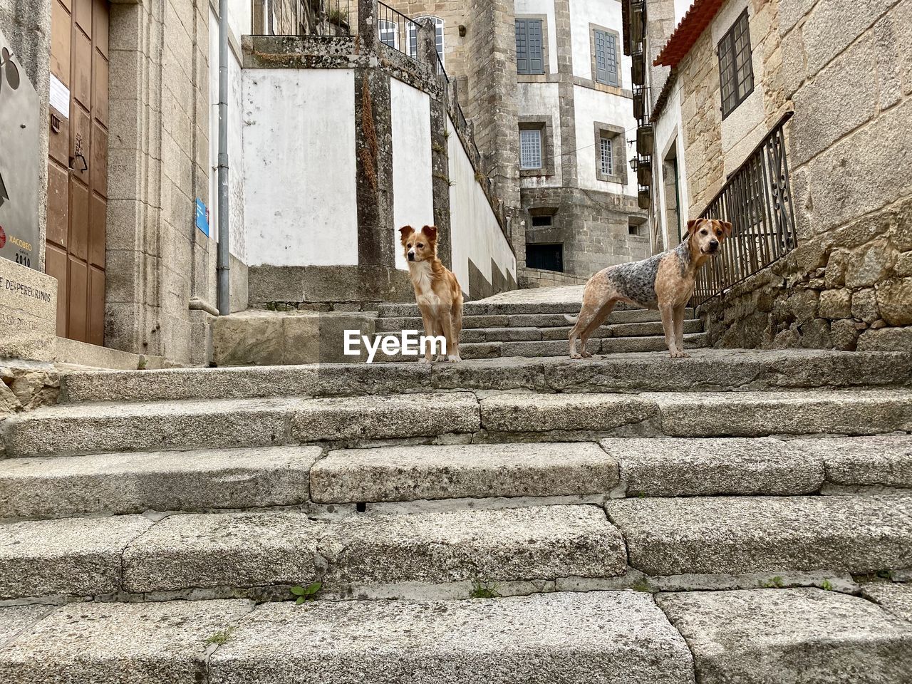 Cat walking on staircase of building