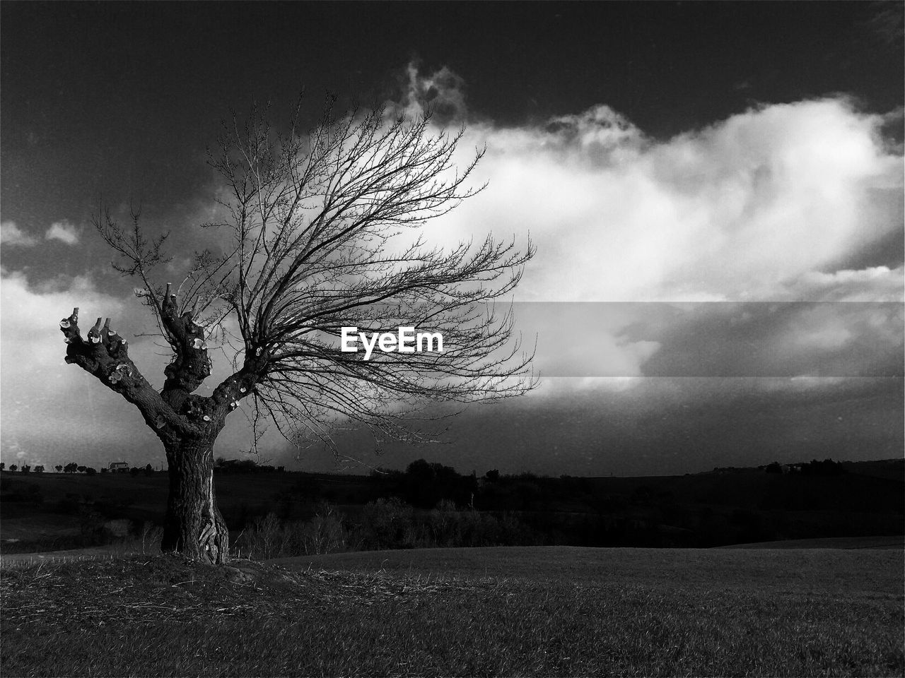 Trees on field against cloudy sky