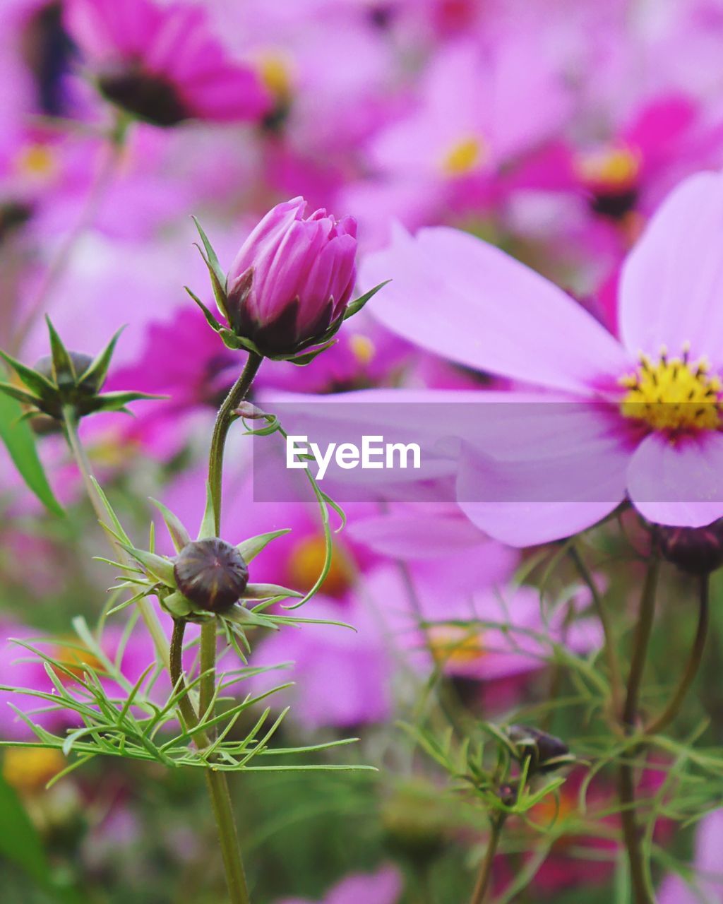 CLOSE-UP OF PINK FLOWERS