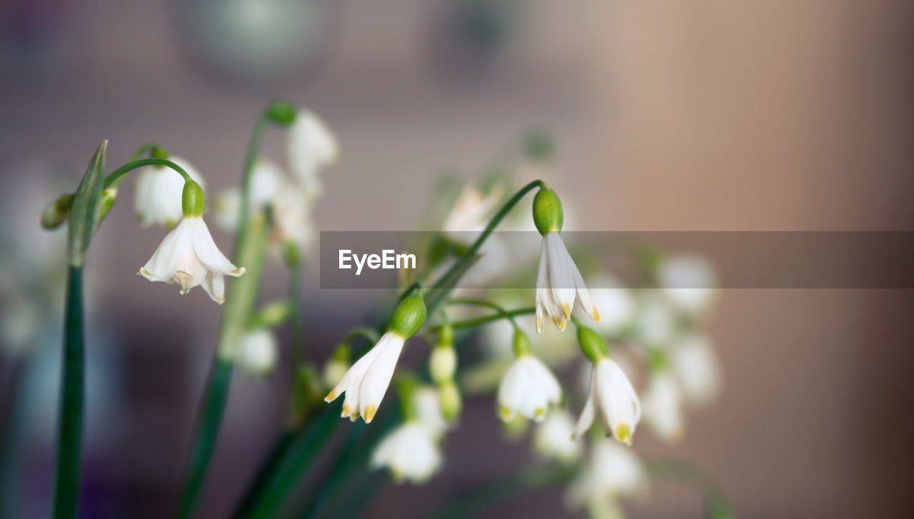 Close-up of white flowering plant