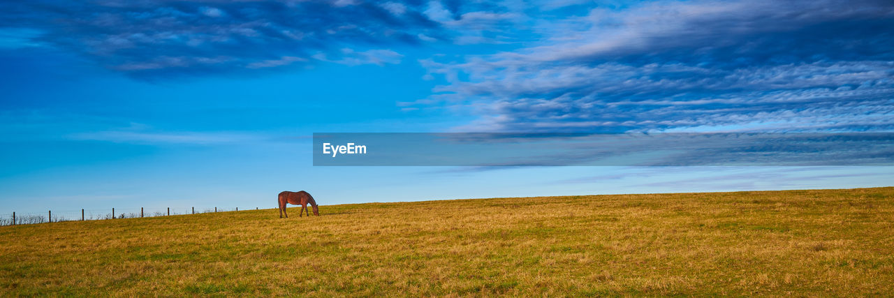 SCENIC VIEW OF FIELD AGAINST BLUE SKY