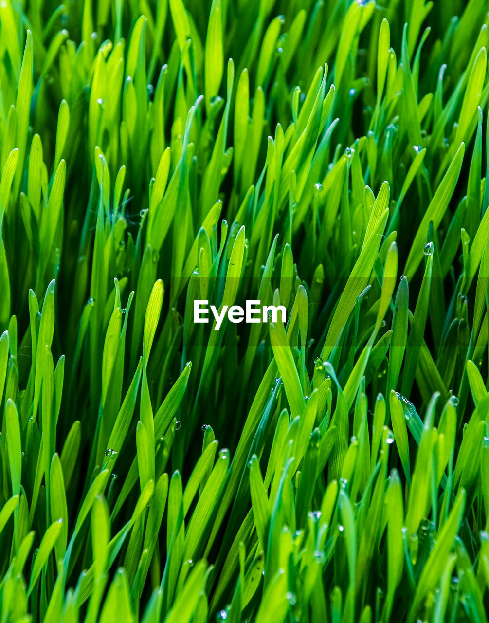 Full frame shot of fresh green plants