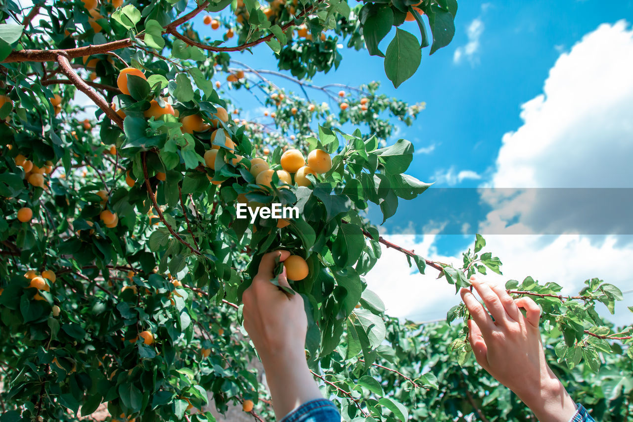 Woman picking fresh orange apricots from the tree.