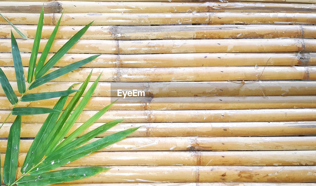 Bamboo background.