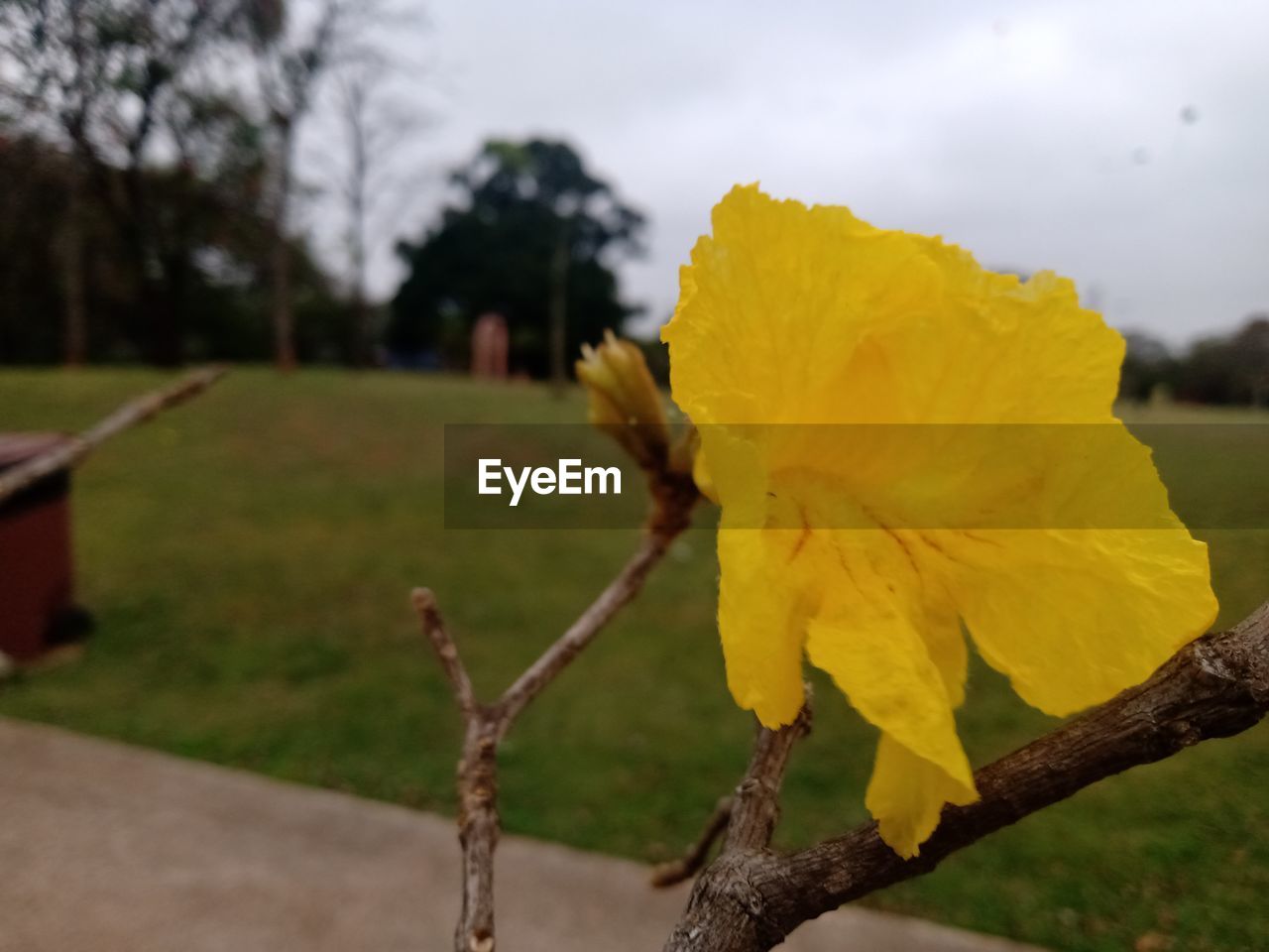 plant, yellow, tree, flower, nature, beauty in nature, flowering plant, focus on foreground, leaf, close-up, sky, freshness, no people, outdoors, fragility, growth, day, blossom, landscape, autumn, tranquility, springtime, grass, flower head, environment, inflorescence, cloud, sunlight