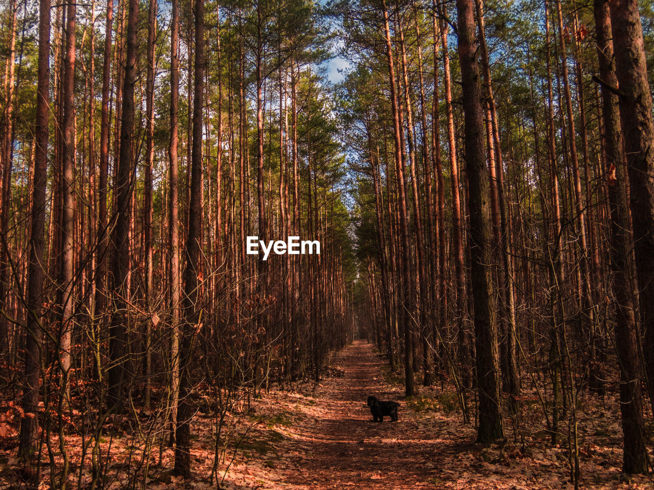 Trees in forest