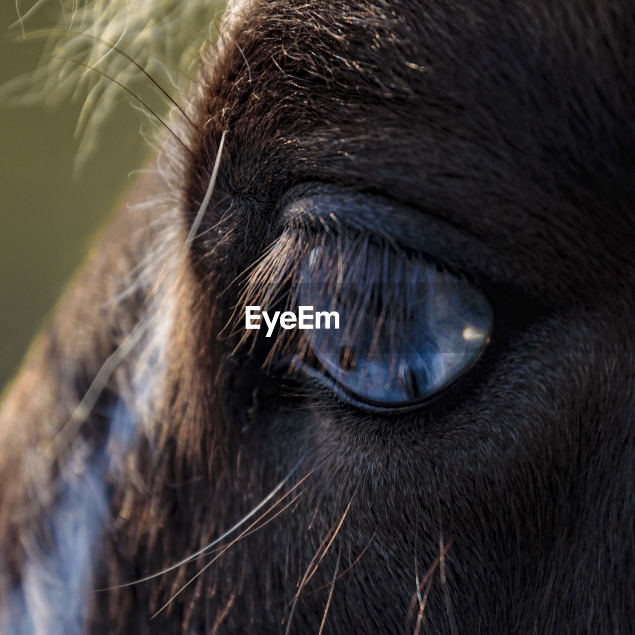 Close-up of a horse