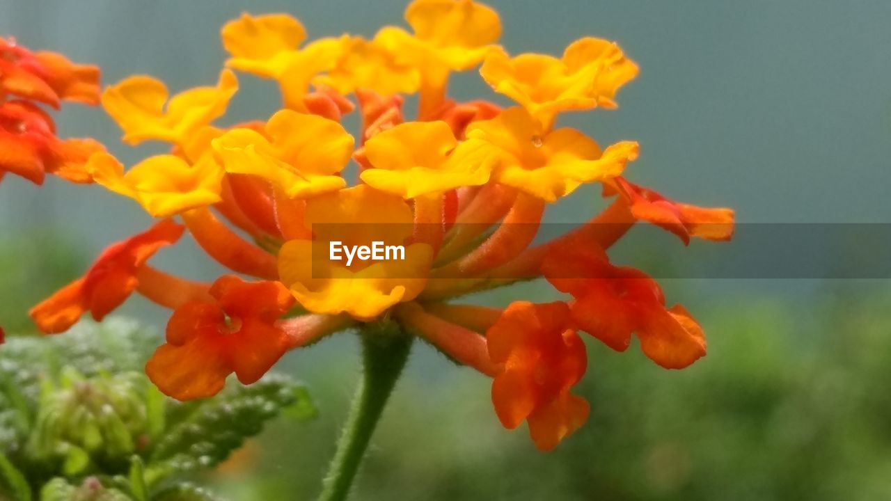 CLOSE-UP OF ORANGE FLOWERS BLOOMING