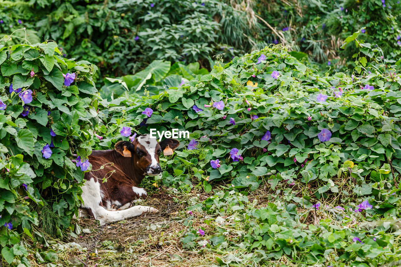  cow view on plants