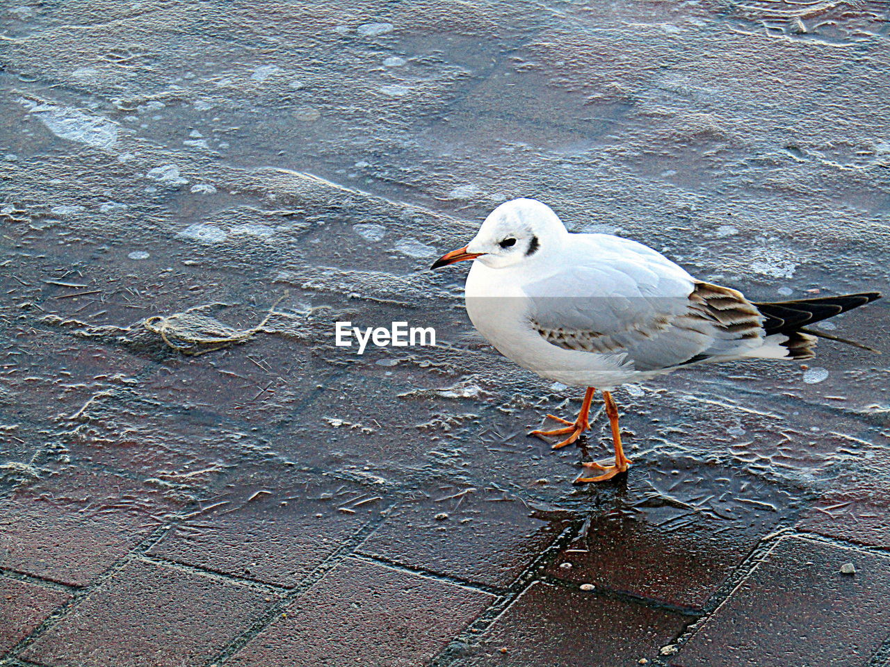 BIRDS PERCHING ON GROUND