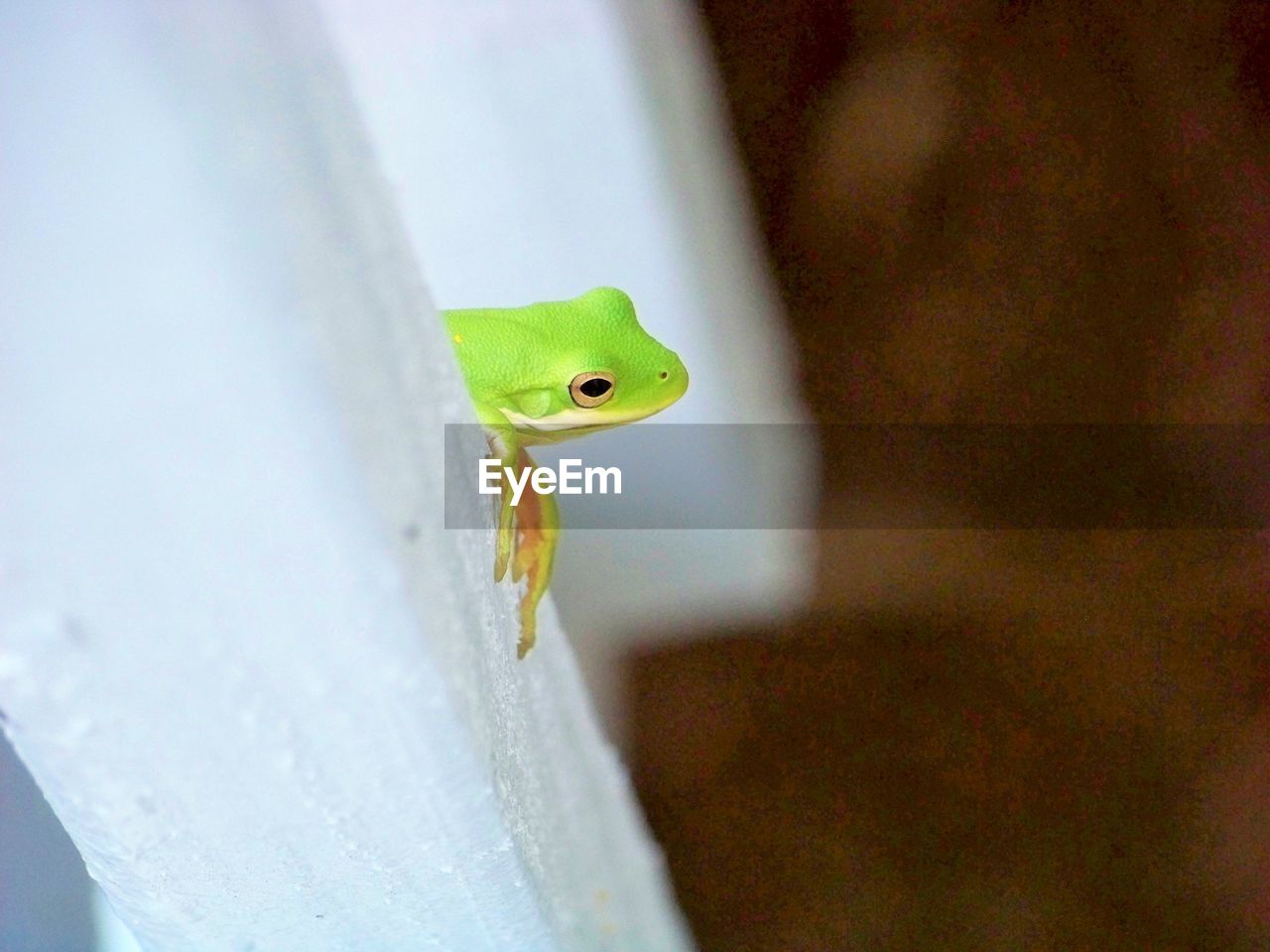 CLOSE-UP OF GREEN SNAKE