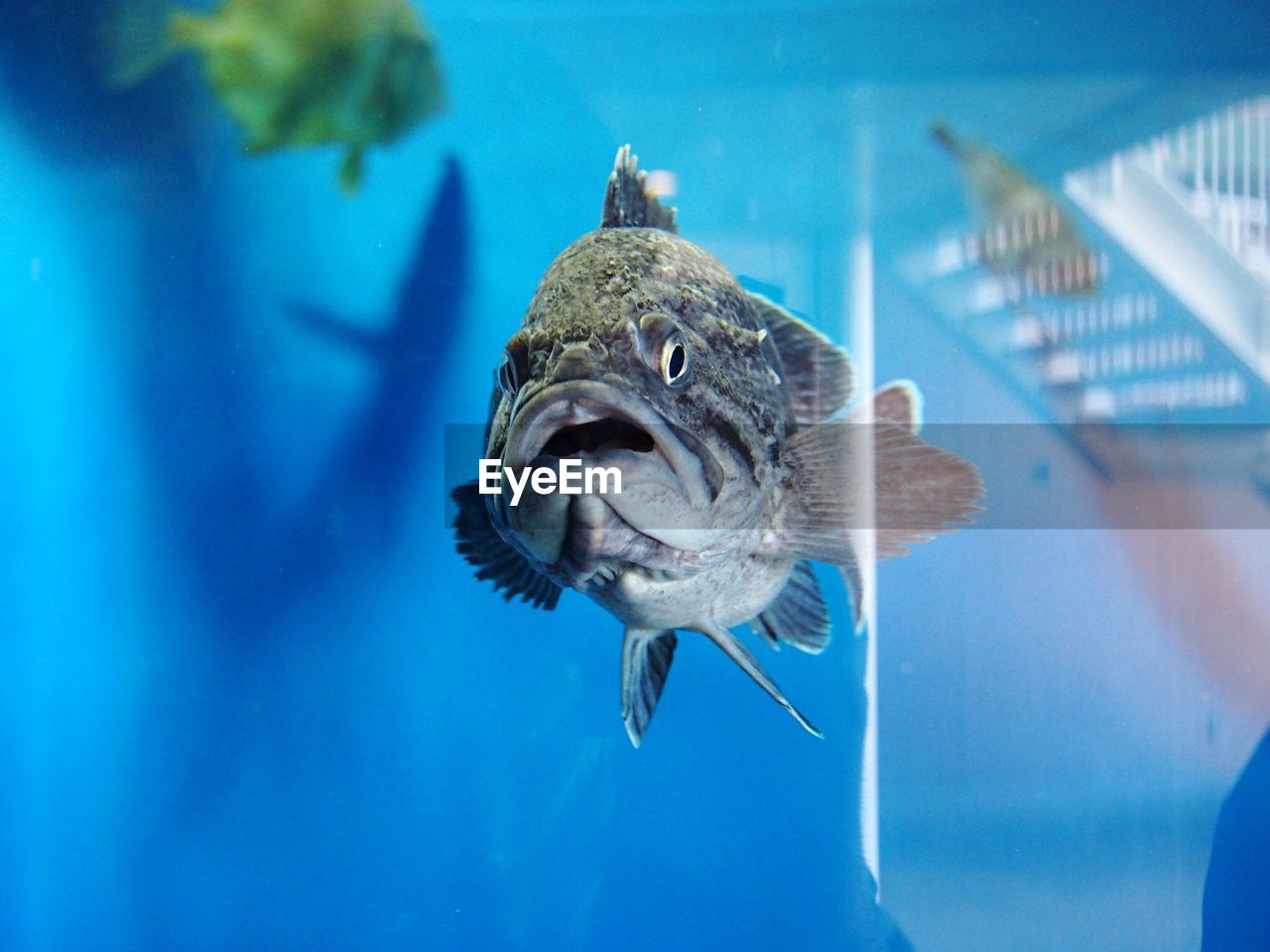 Close-up of fish swimming in aquarium