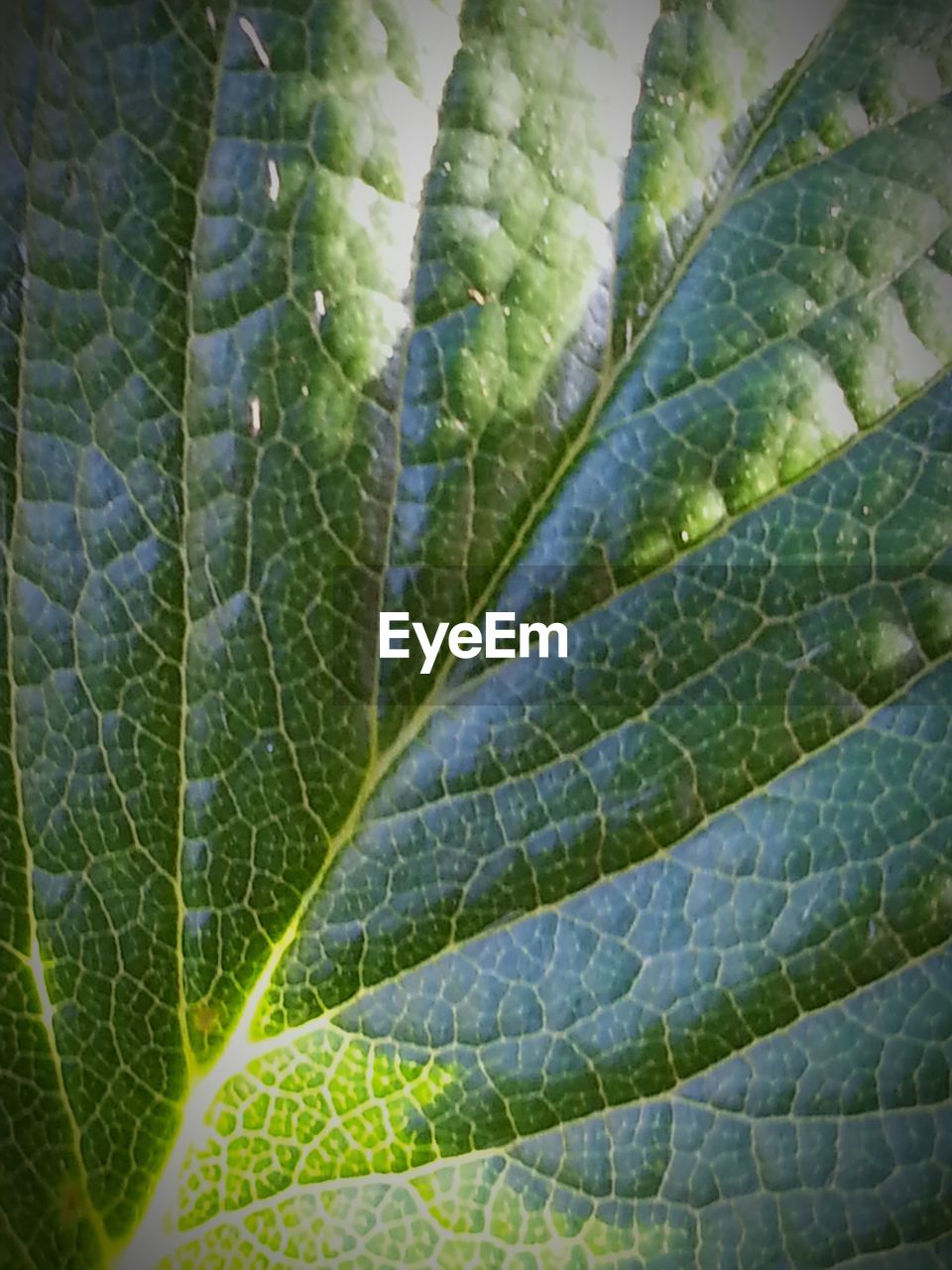 FULL FRAME SHOT OF LEAVES