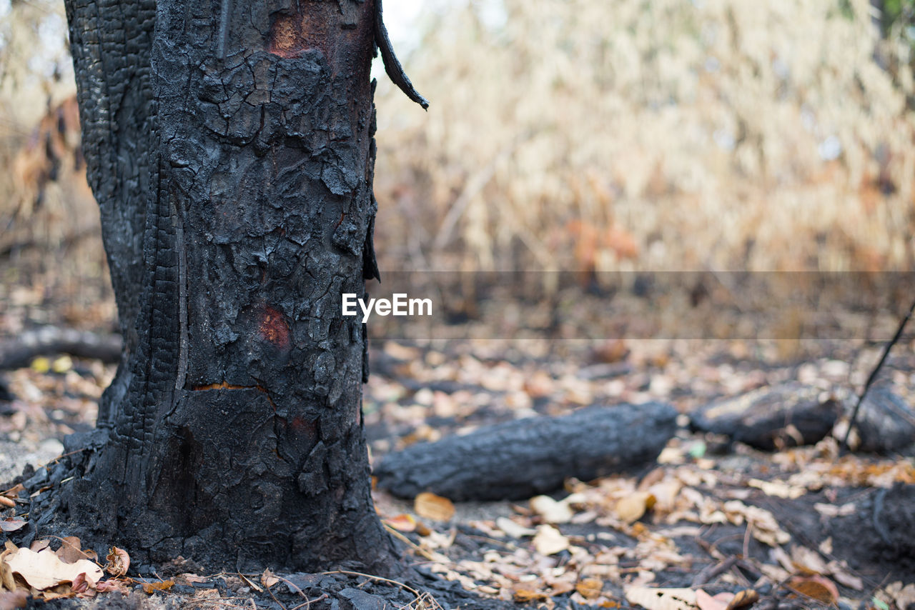 CLOSE-UP OF TREE TRUNK ON FIELD