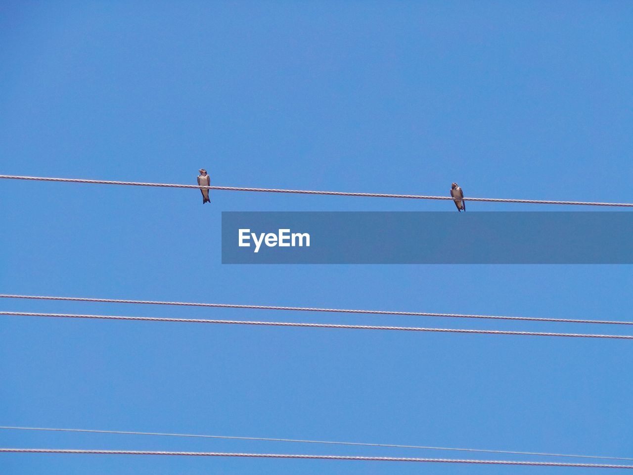 Low angle view of swallows perching on cable against clear blue sky