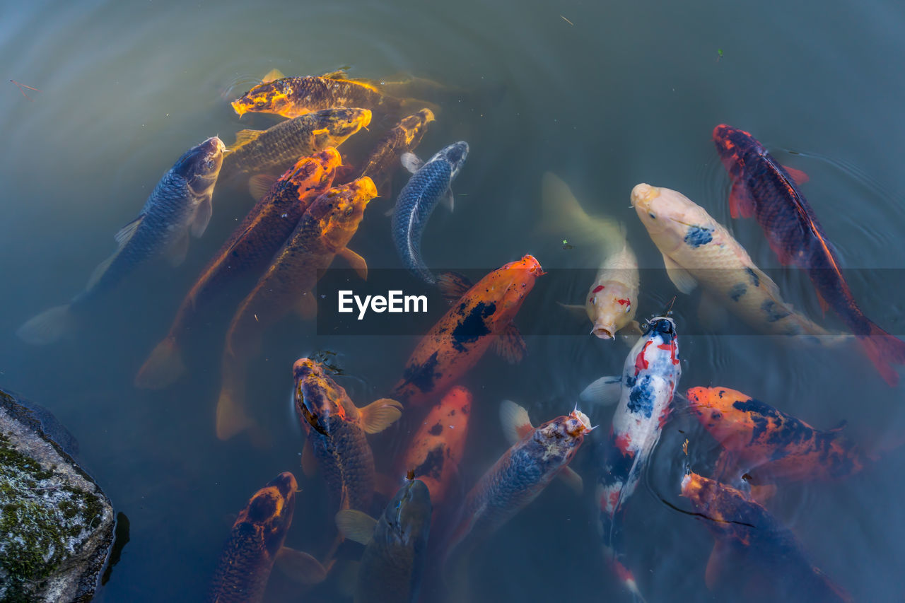 Koi fish break the surface of a pond and look around.