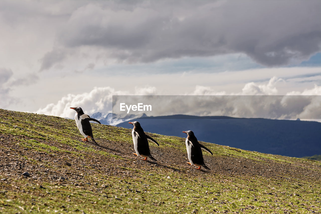 BIRDS ON GRASS AGAINST SKY AND CLOUDS