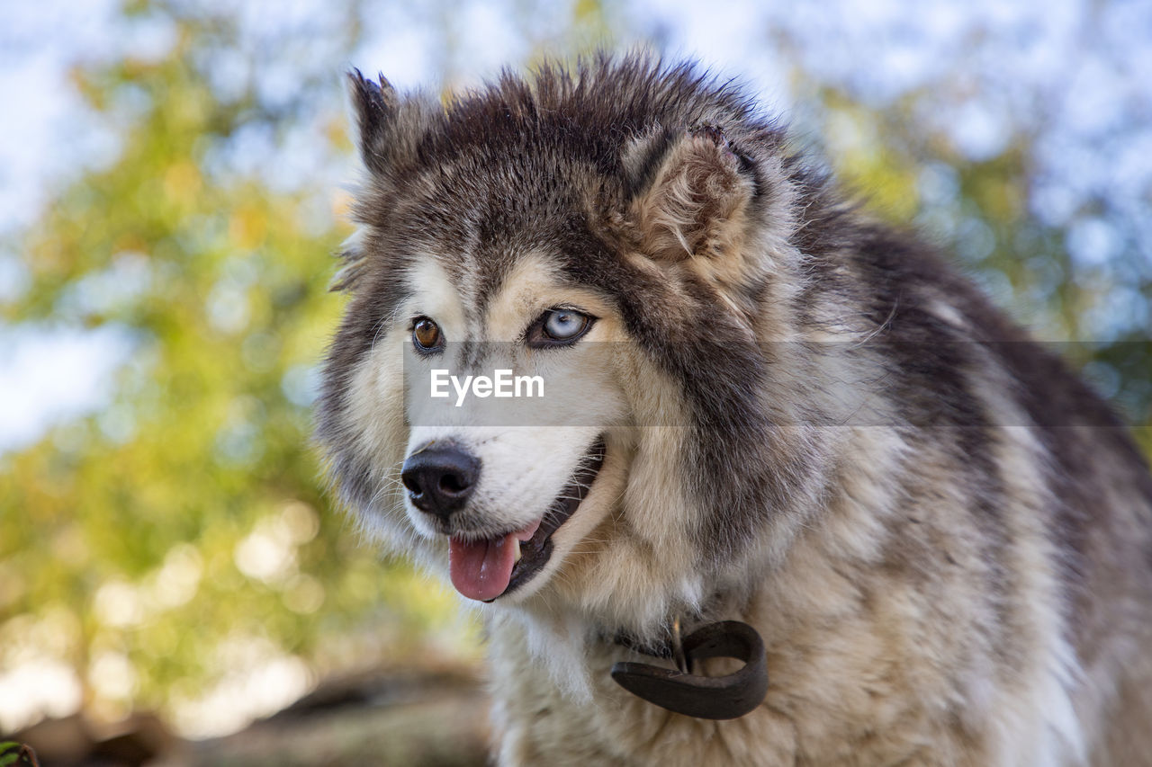 CLOSE-UP PORTRAIT OF DOG