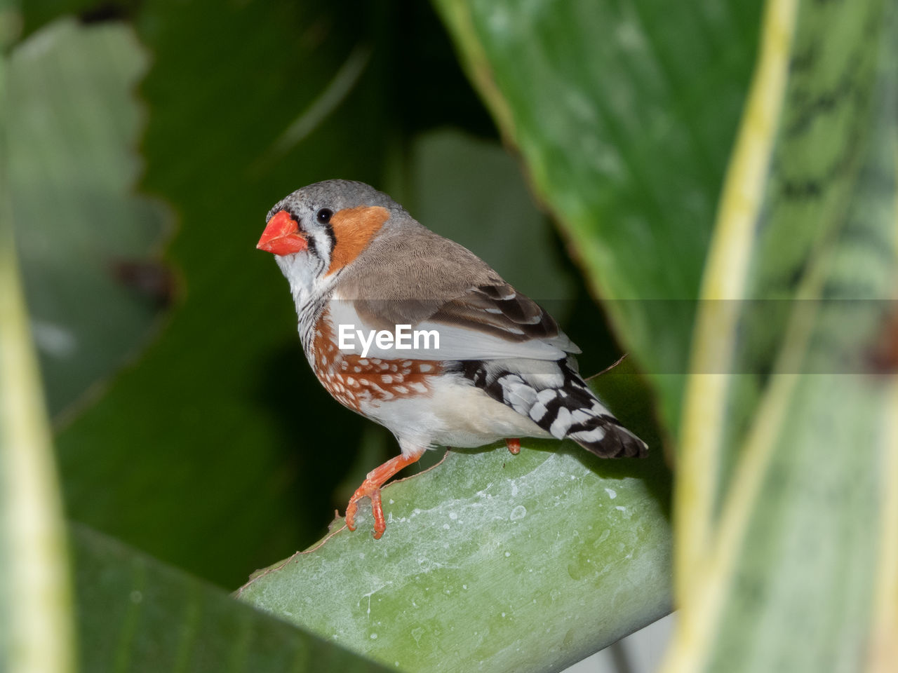 CLOSE-UP OF BIRD PERCHING