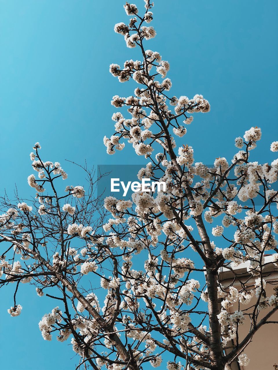 LOW ANGLE VIEW OF CHERRY BLOSSOMS AGAINST BLUE SKY