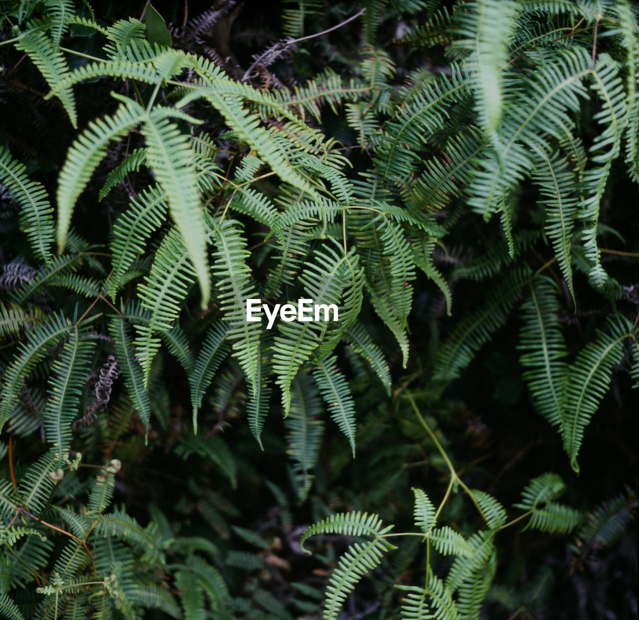 Old world forked fern leaf medium format film photo