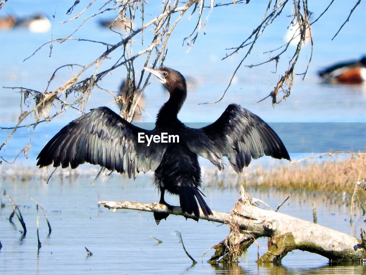 Close-up of bird perching on tree over lake