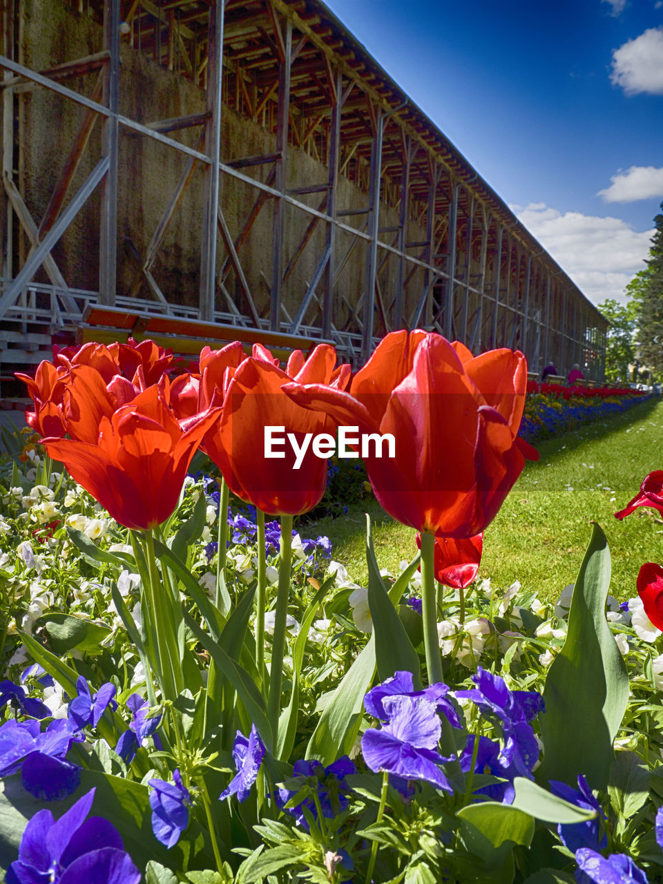 CLOSE-UP OF RED TULIPS AGAINST PLANTS