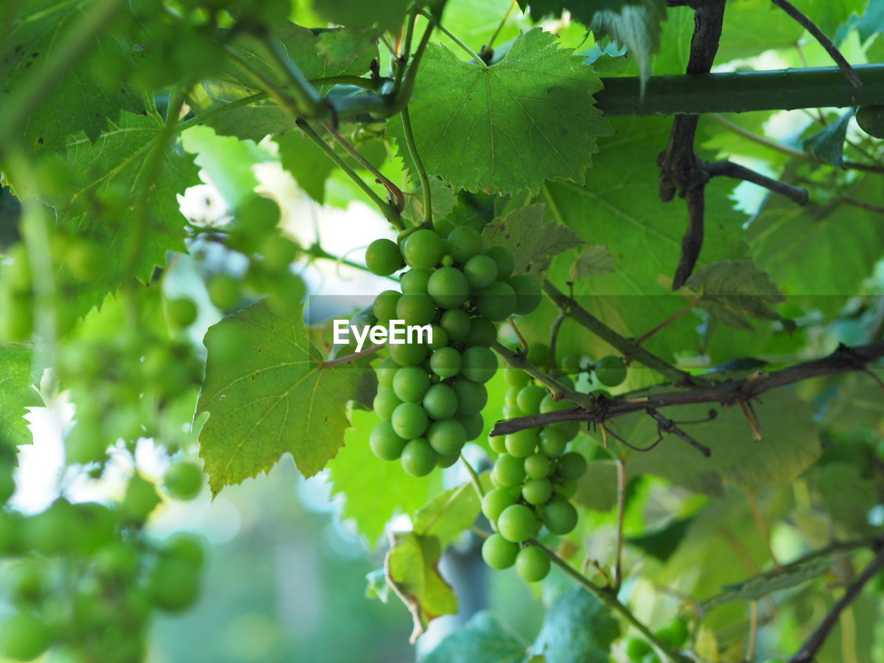LOW ANGLE VIEW OF GRAPES GROWING ON PLANT