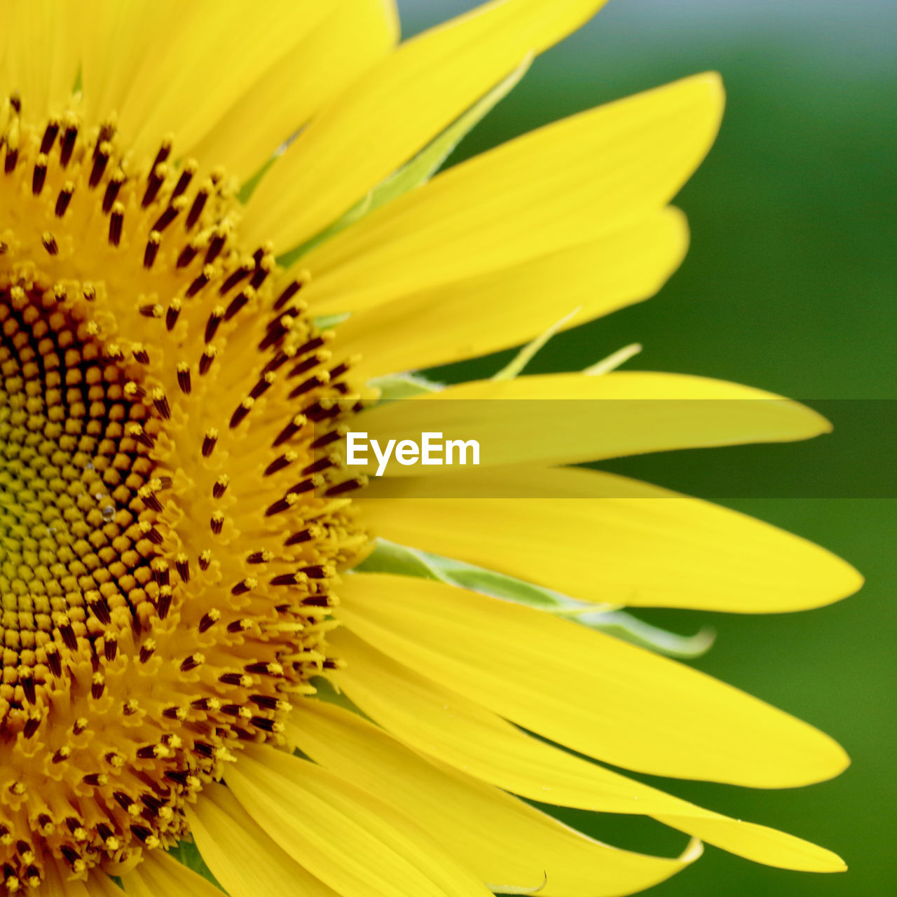 Close-up of sunflower