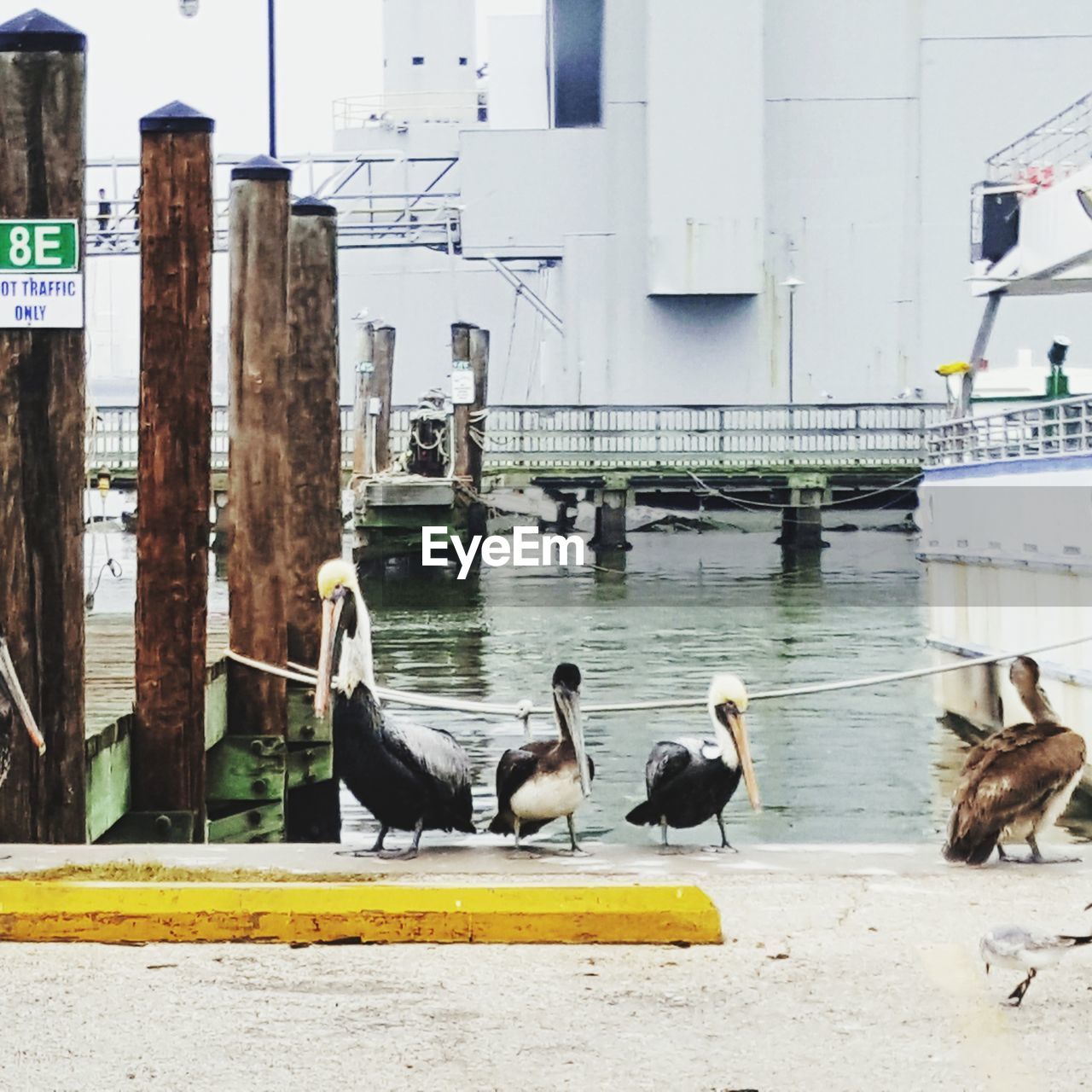 BIRDS PERCHING ON WATER