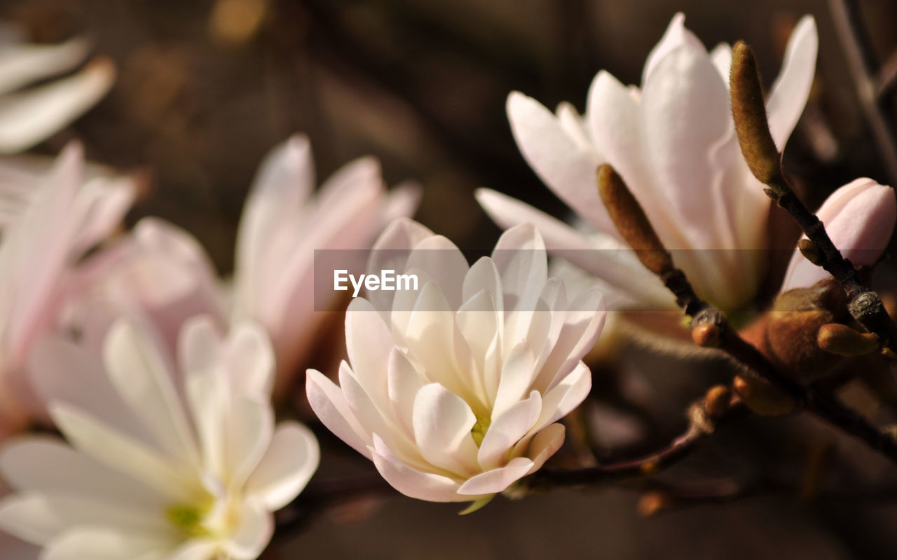 Close-up of flowers against blurred background