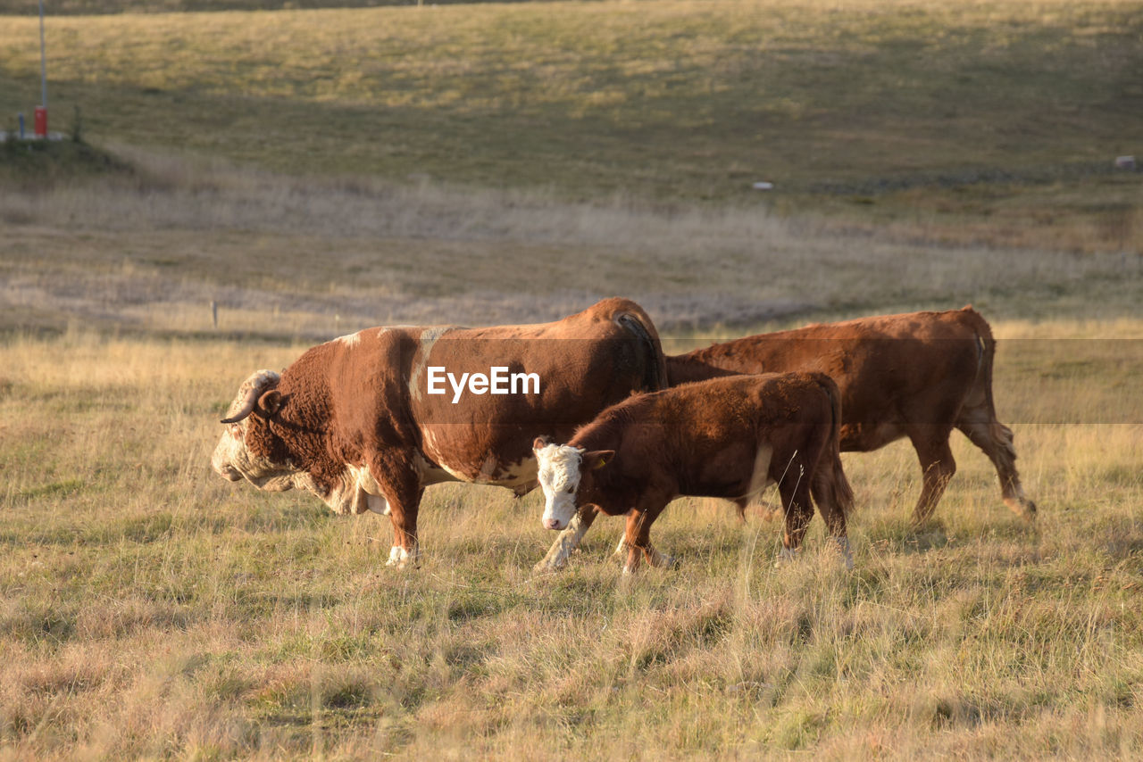 Cows in a field