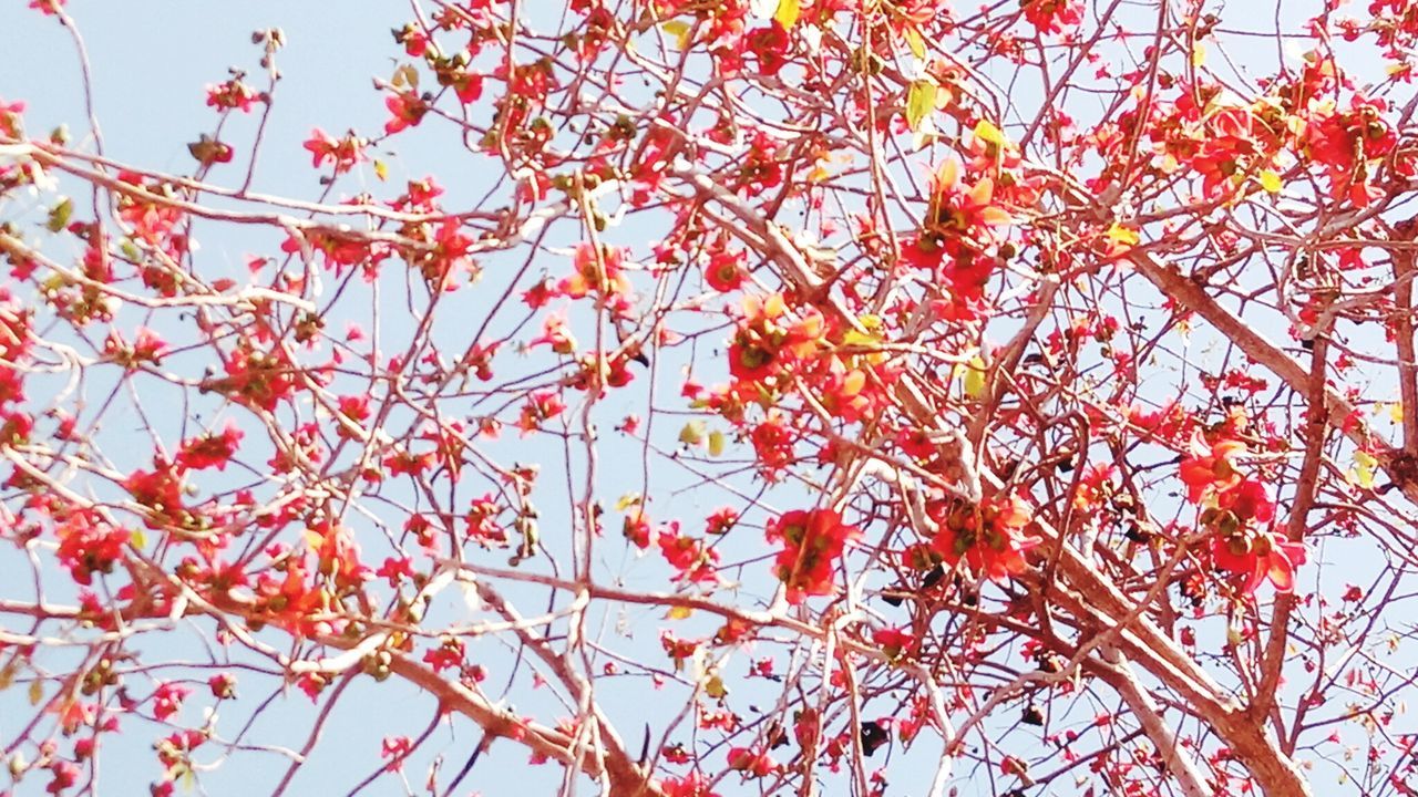 LOW ANGLE VIEW OF TREE