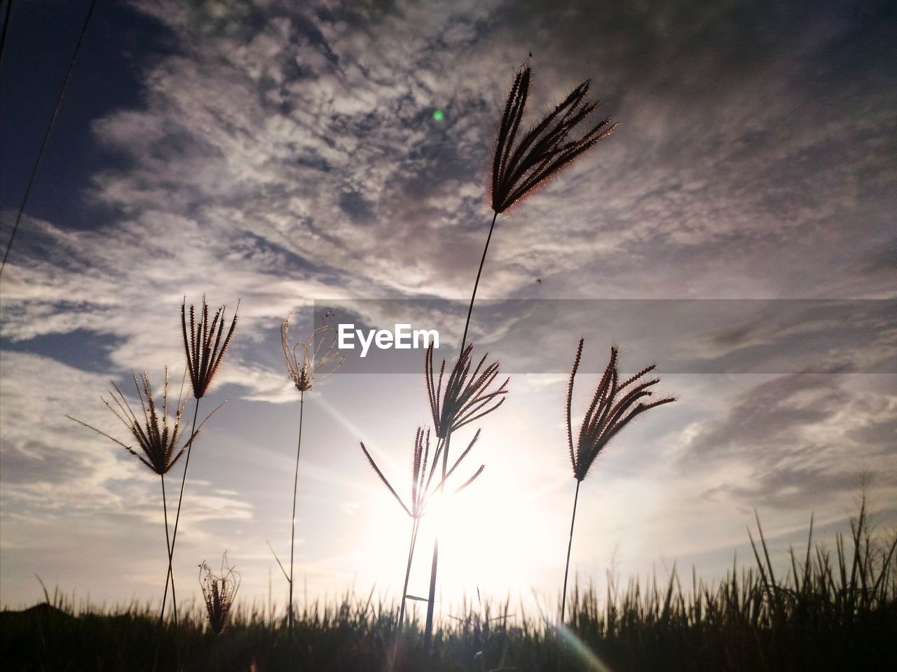 CLOSE-UP OF SILHOUETTE PLANT ON FIELD AGAINST SKY