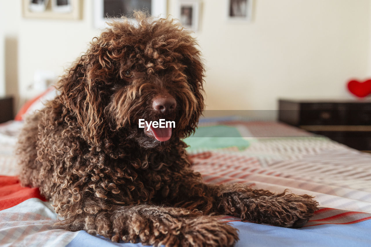 A sweet pet lies on the bed friendly looking at the camera. a red-haired domestic friend relaxes 