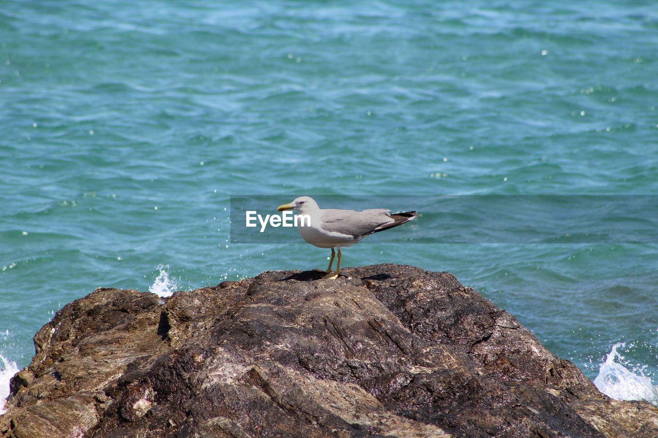 SEAGULL PERCHING ON ROCK AGAINST SEA