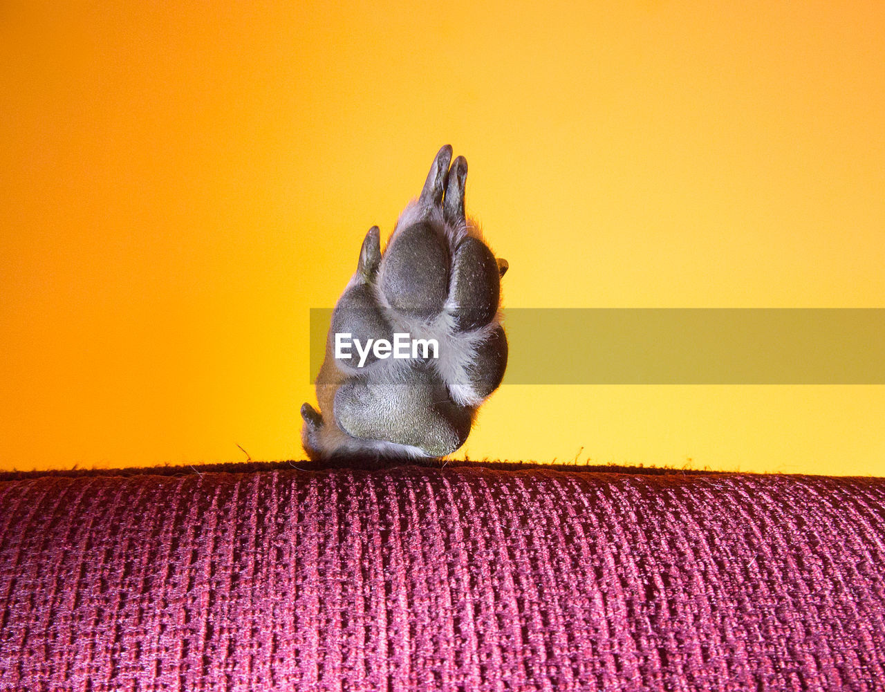 Dog's paw over the edge of a red sofa, shot from below with a yellow lit ceiling behind