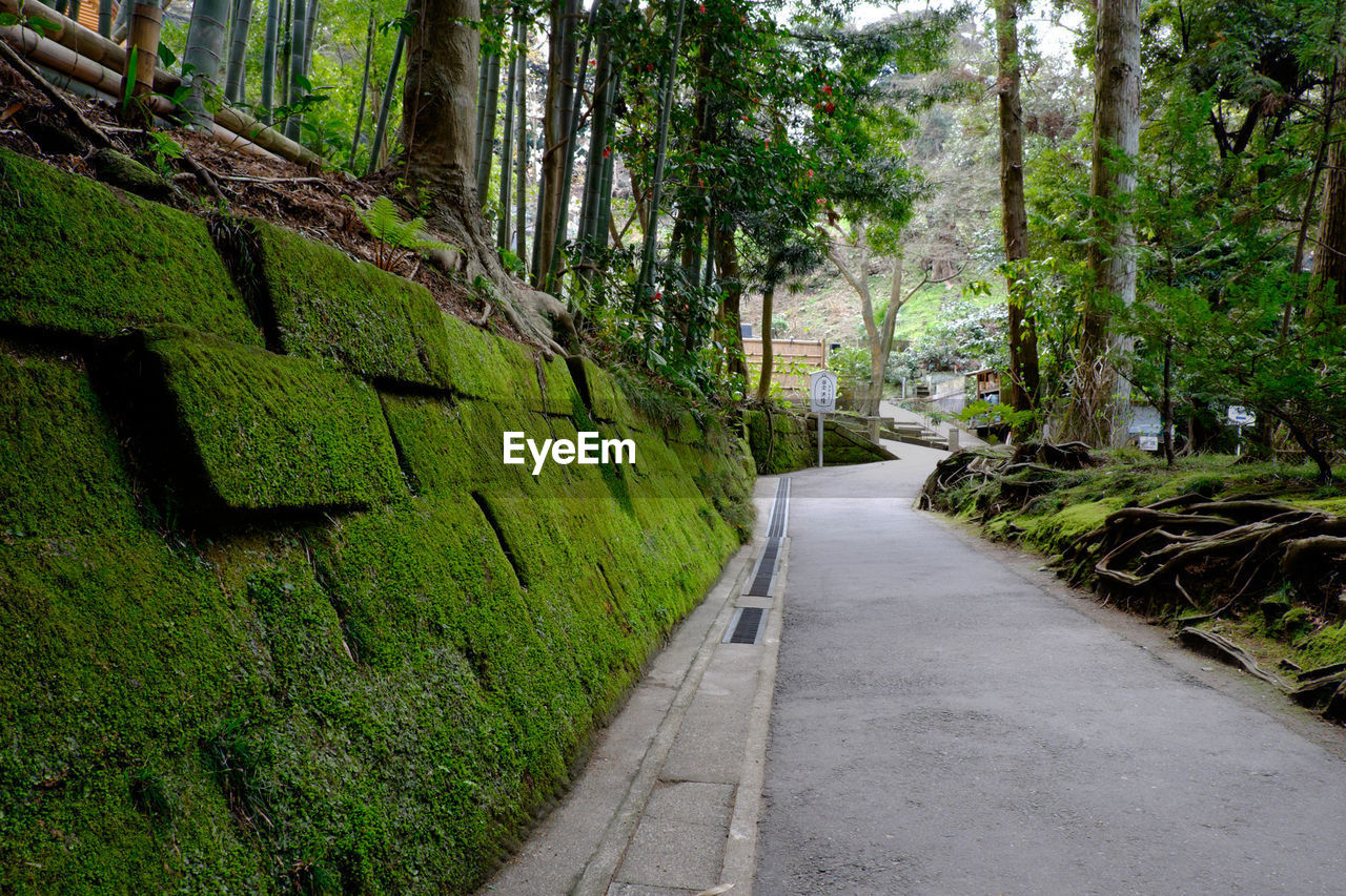 NARROW WALKWAY ALONG TREES