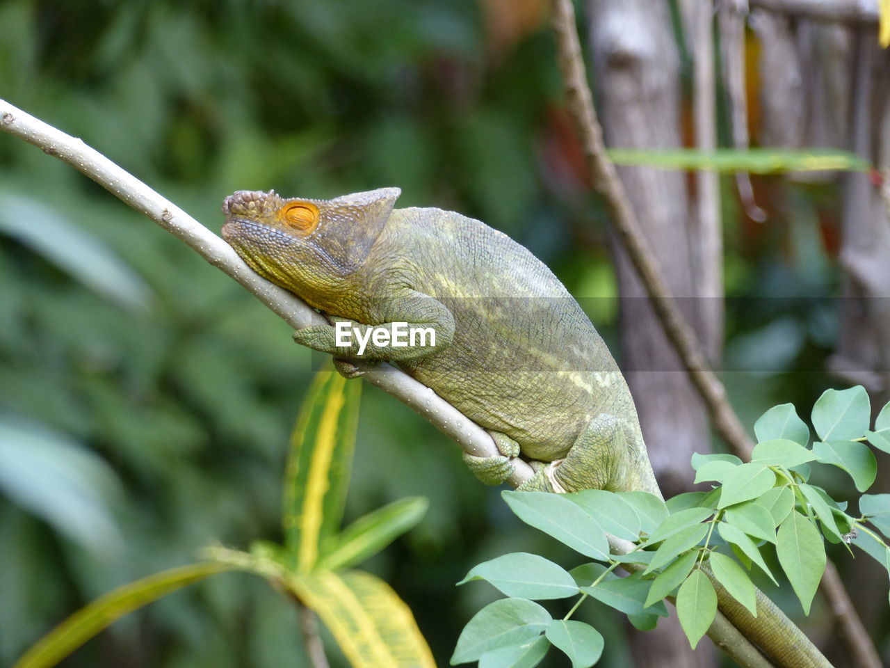 Close-up of a chameleon on branch