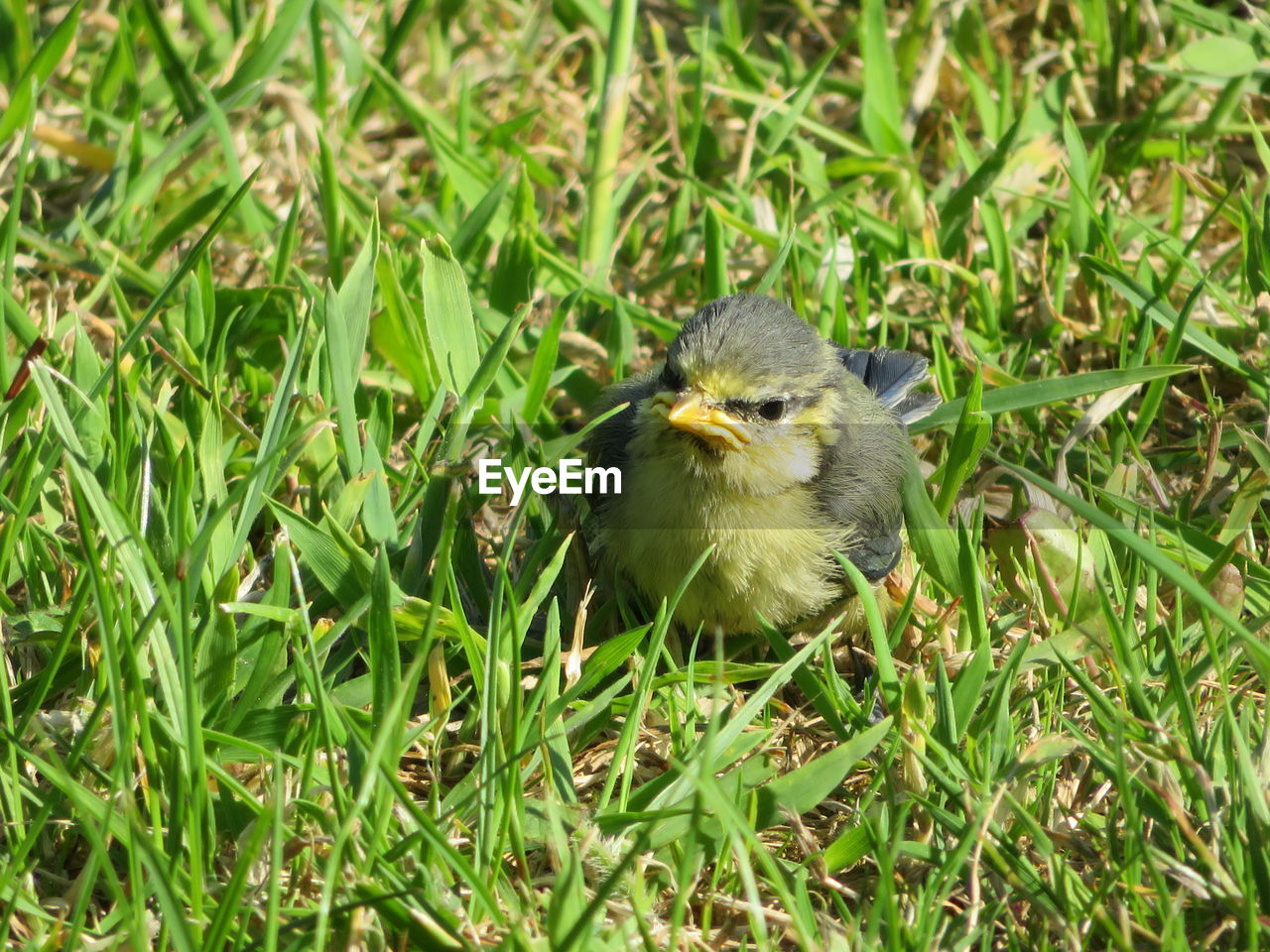 Fledgling bluetit 