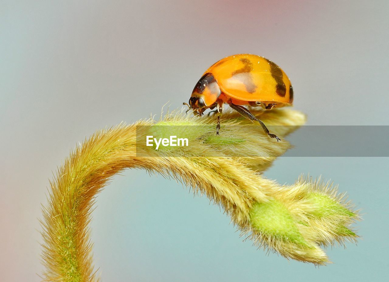 Close -up lady bug on plant