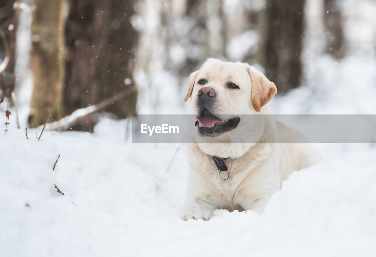 Dog in snow