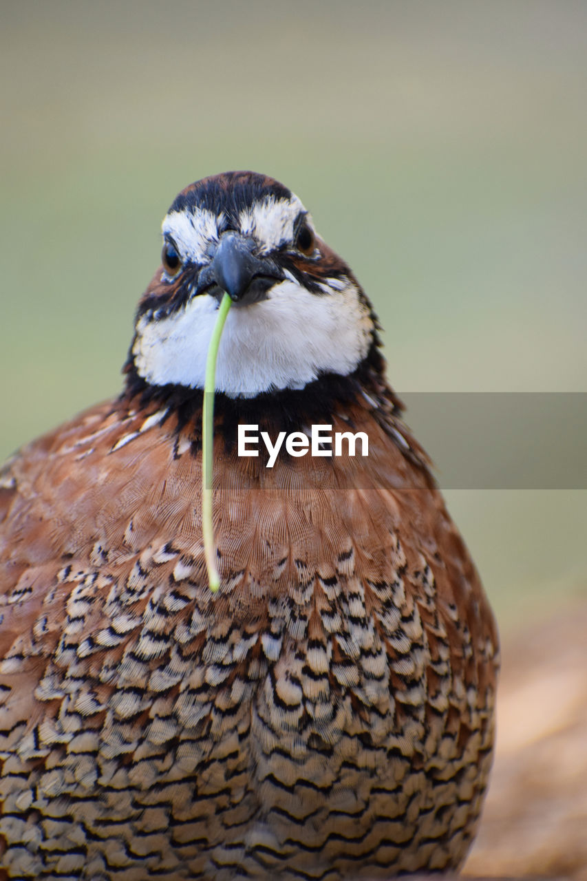 Close-up portrait of bobwhite quail