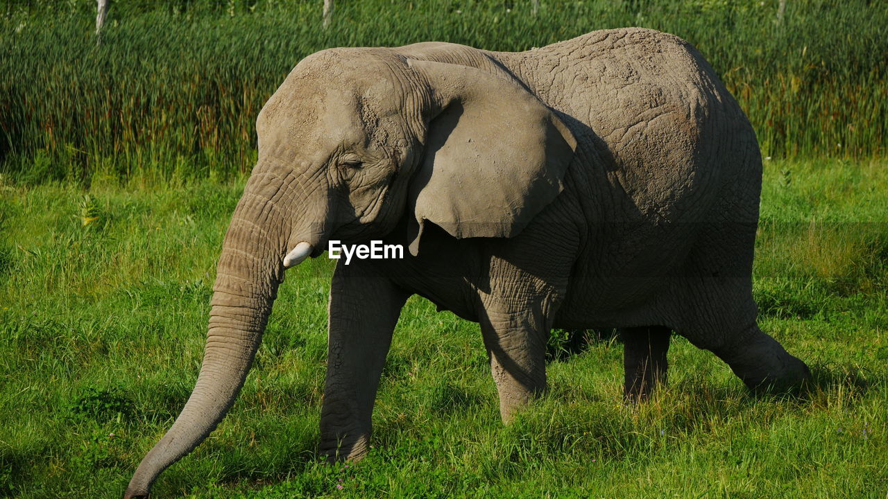 FULL LENGTH OF ELEPHANT STANDING ON FIELD