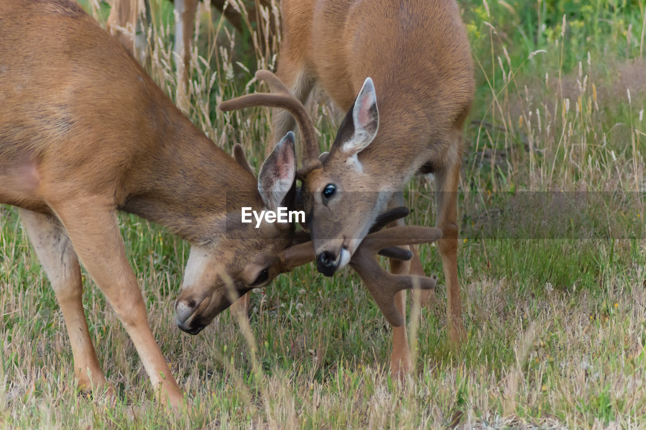 Side view of deer horn fighting