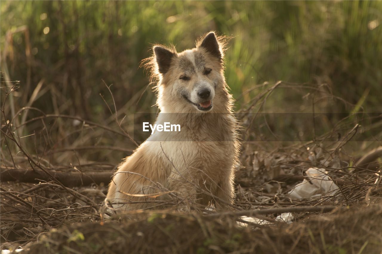 Portrait of dog on field