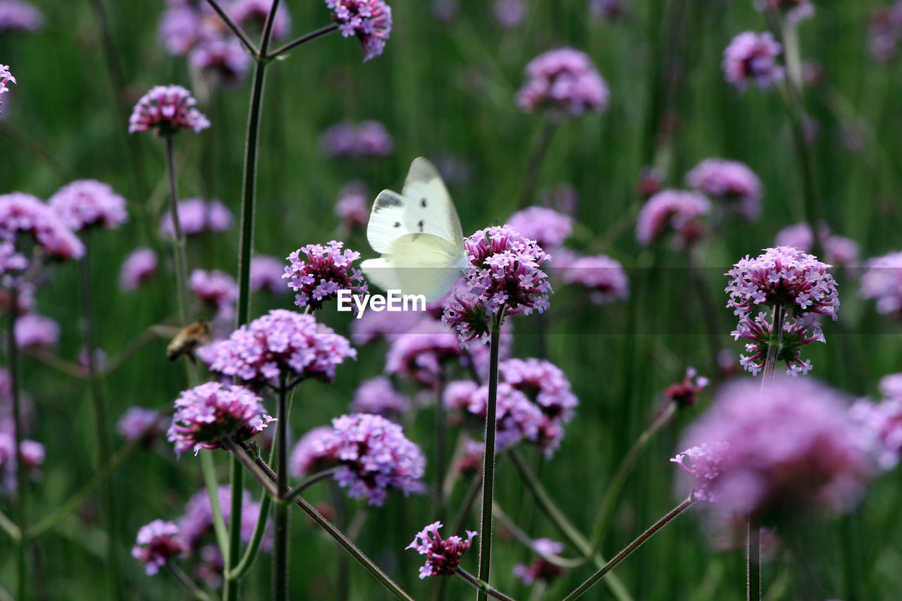 Close-up of brown butterfly on flower