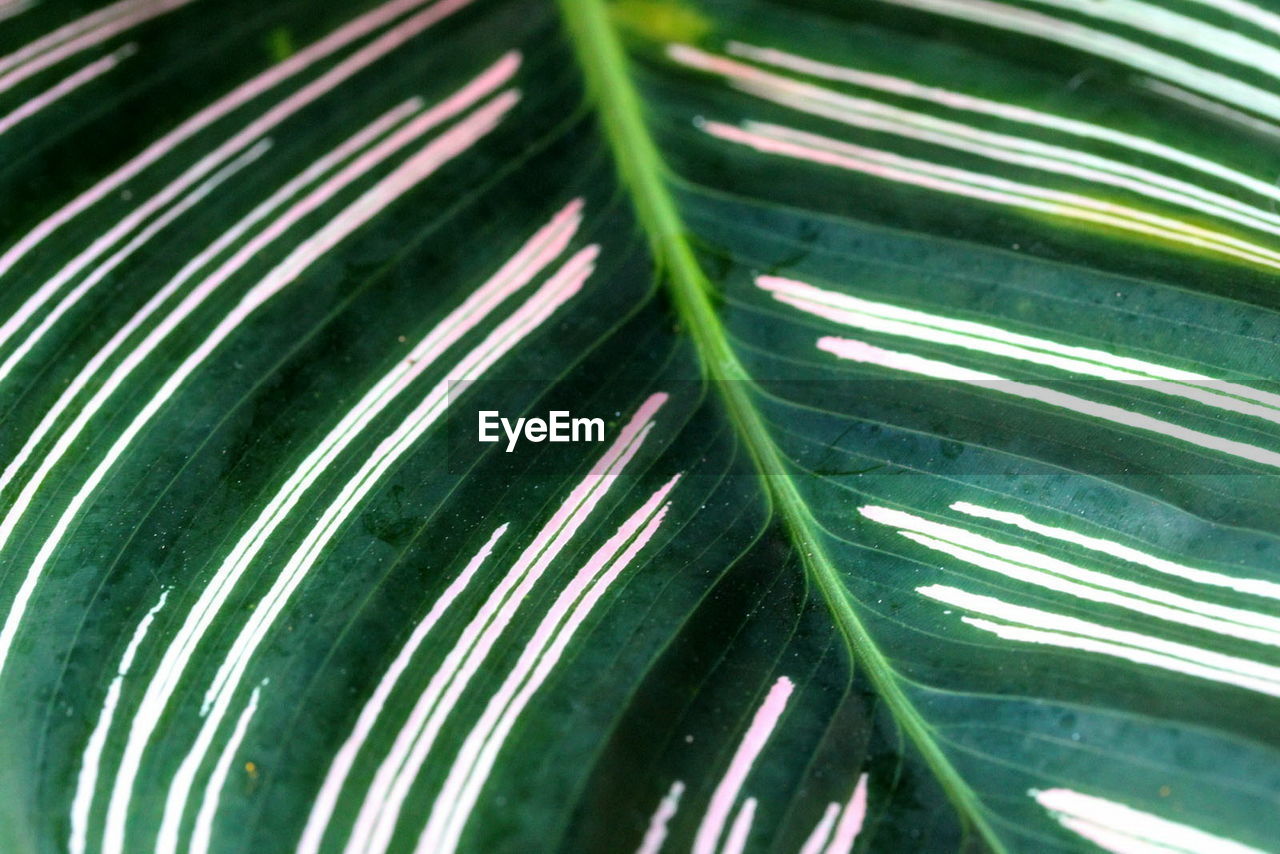 CLOSE-UP VIEW OF LEAF